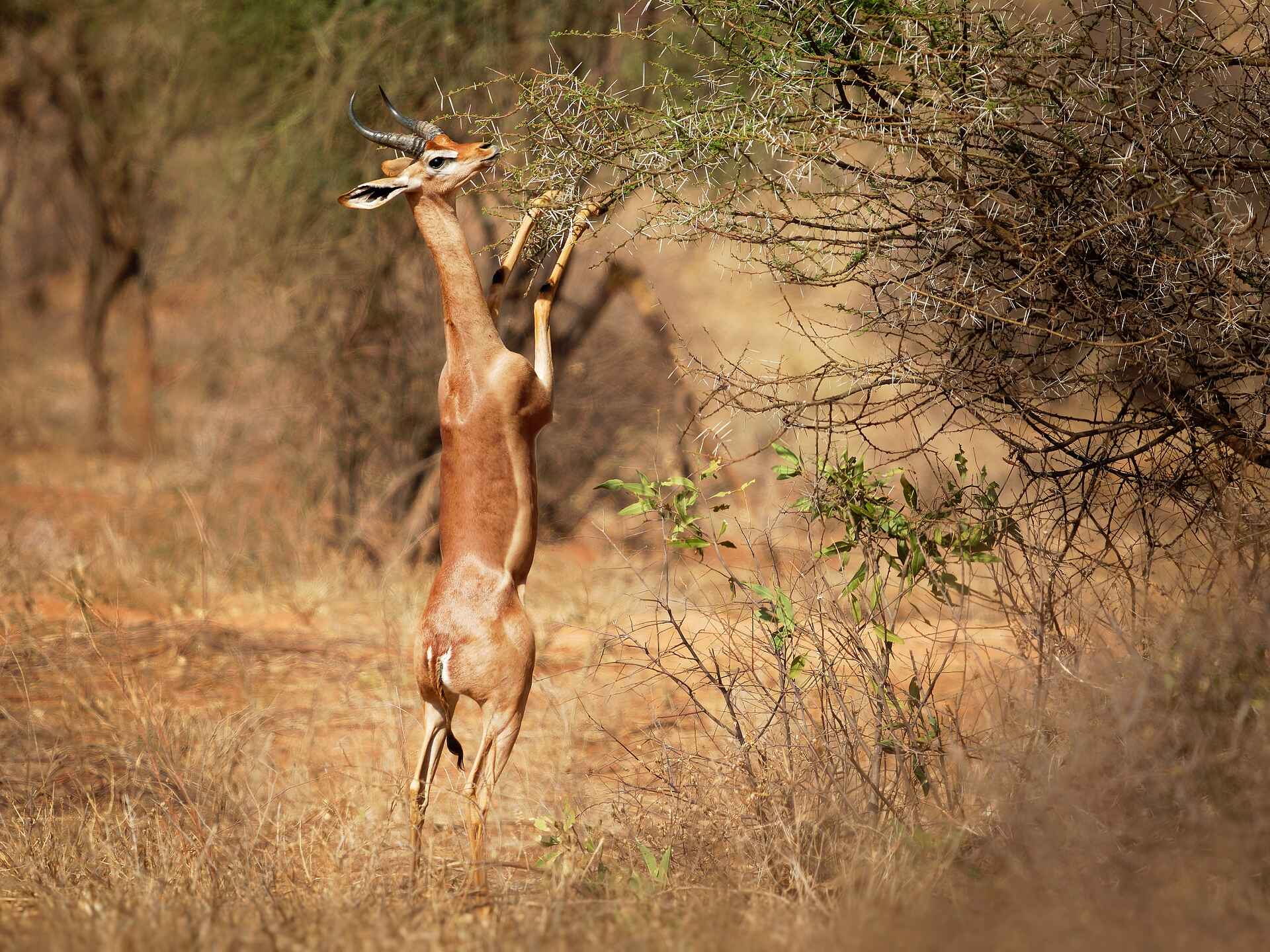 andBeyond Suyian Lodge: Giraffengazelle - Gerenuk