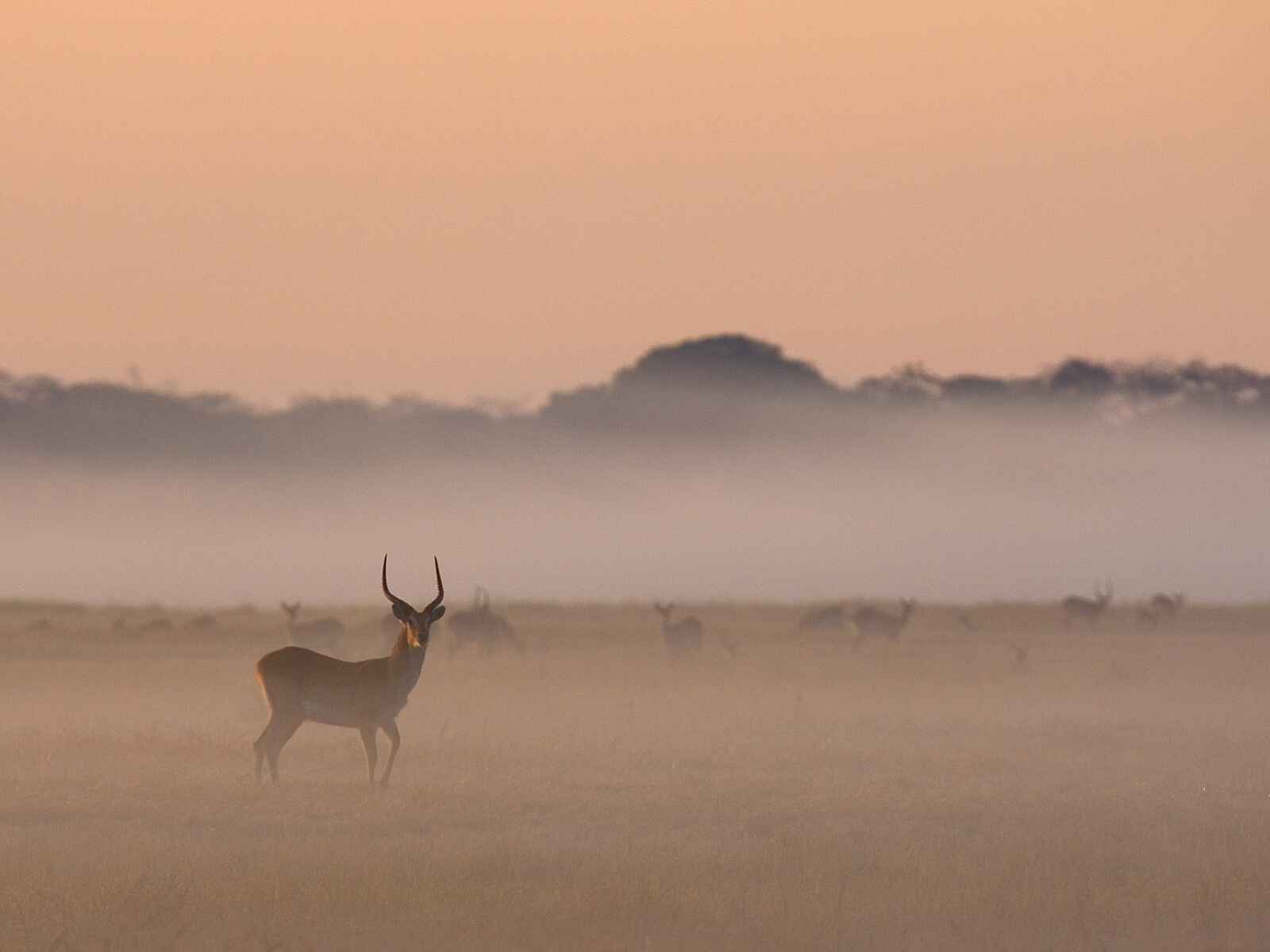 Busanga Bush Camp: Morgenstimmung Busanga Bush Camp: Morgenstimmung