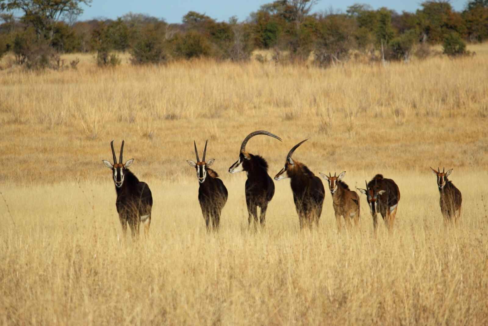 Camp Hwange: Rappenantilopen Camp Hwange: Rappenantilopen
