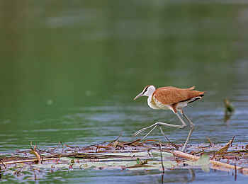 Camp Okavango: Birding Camp Okavango: Birding
