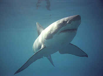 Grootbos Private Villas: Weißer Hai Grootbos Private Villas: Weißer Hai