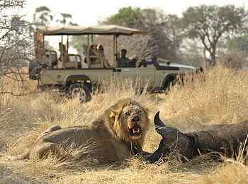 Ikuka Safari Camp: Sichtung eines Löwen
