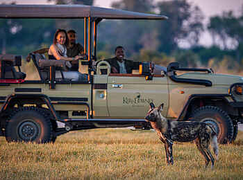 Kanana-Nyana-Camp: Wildhund