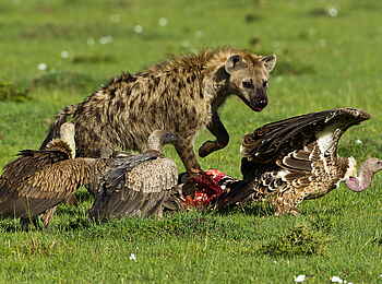 Karen Blixen Camp: Hyäne und Geier Karen Blixen Camp: Hyäne und Geier