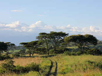 Kasenyi Safari Camp: Piste durch die Savanne