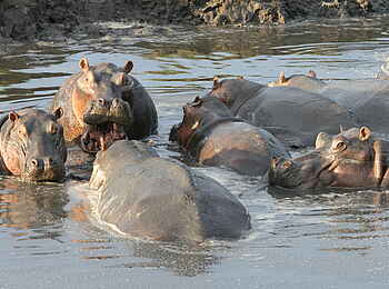 Katuma Bush Lodge: Eine Gruppe Nilpferde beim Baden