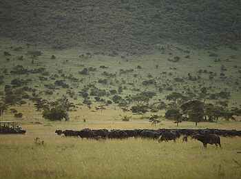 Klein's Camp: Serengeti-Pirschfahrt