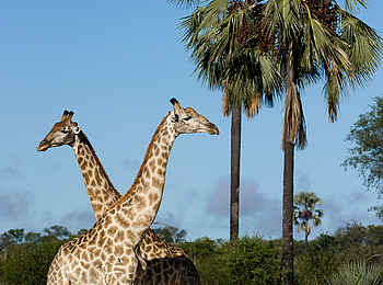 Little Tubu: Giraffenpaar Little Tubu: Giraffenpaar