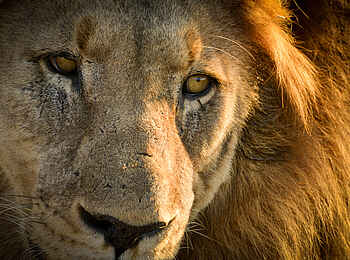 Madikwe Safari Lodge Dithaba: Ein imposanter Löwe