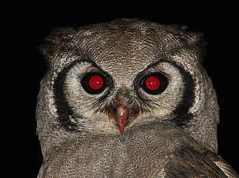 Nehimba Lodge: Augen des Milchuhus Nehimba Lodge: Augen des Milchuhus