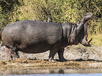Nehimba Lodge: Flusspferd Nehimba Lodge: Flusspferd