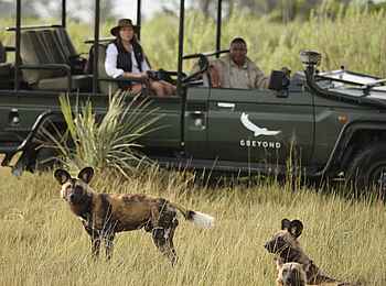 Nxabega Okavango Tented Camp: Wildhunde Nahaufnahme
