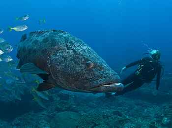 Rocktail Beach Camp: Gefleckter Riesenzackenbarsch