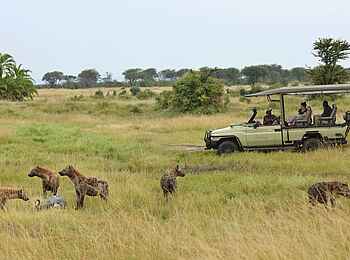 Sayari Camp: Hyänen