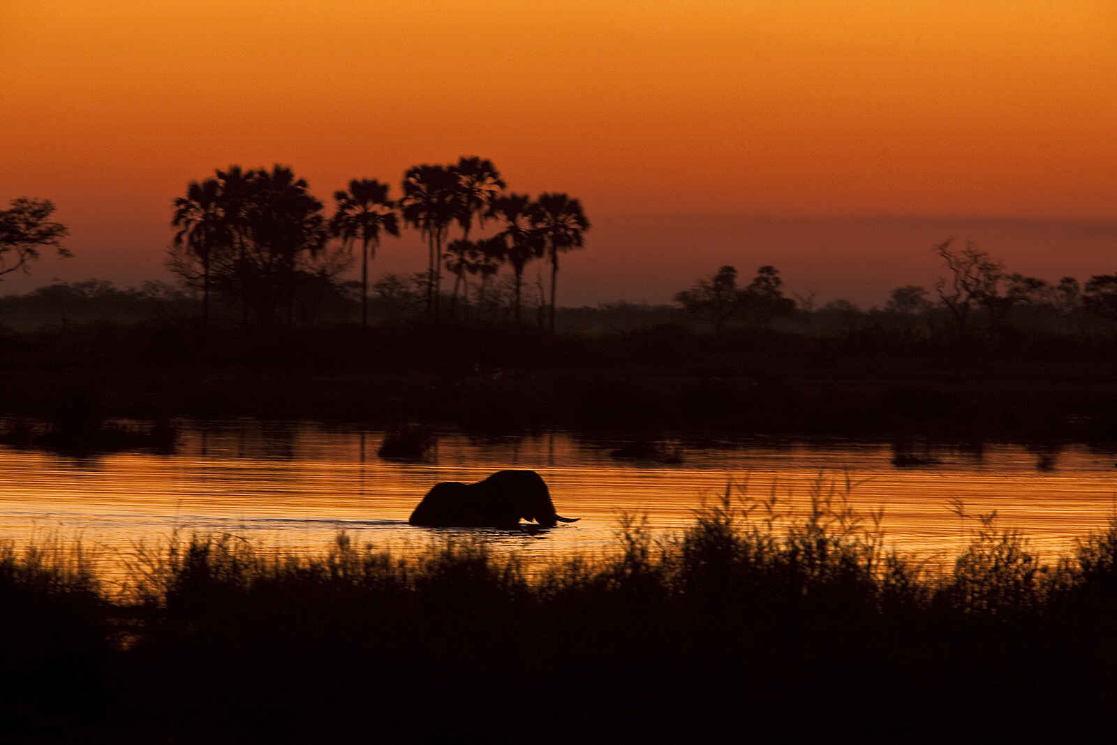 Selinda Explorers Camp: Badender Elefant Selinda Explorers Camp: Badender Elefant