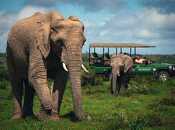 Sindile Luxury Tented Camp: Auf Pirschfahrt Sindile Luxury Tented Camp: Auf Pirschfahrt