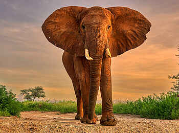 Soroi Larsens Camp: Ein Elefant Soroi Larsens Camp: Ein Elefant