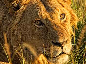 The Highlands Camp Camp: Löwenportrait