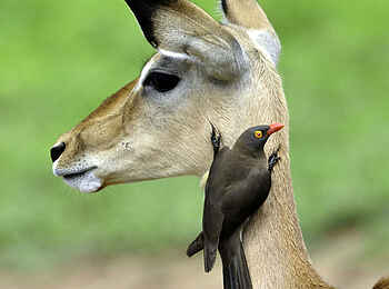 The Old House: Impala mit einem Madenhackerstar The Old House: Impala mit einem Madenhackerstar