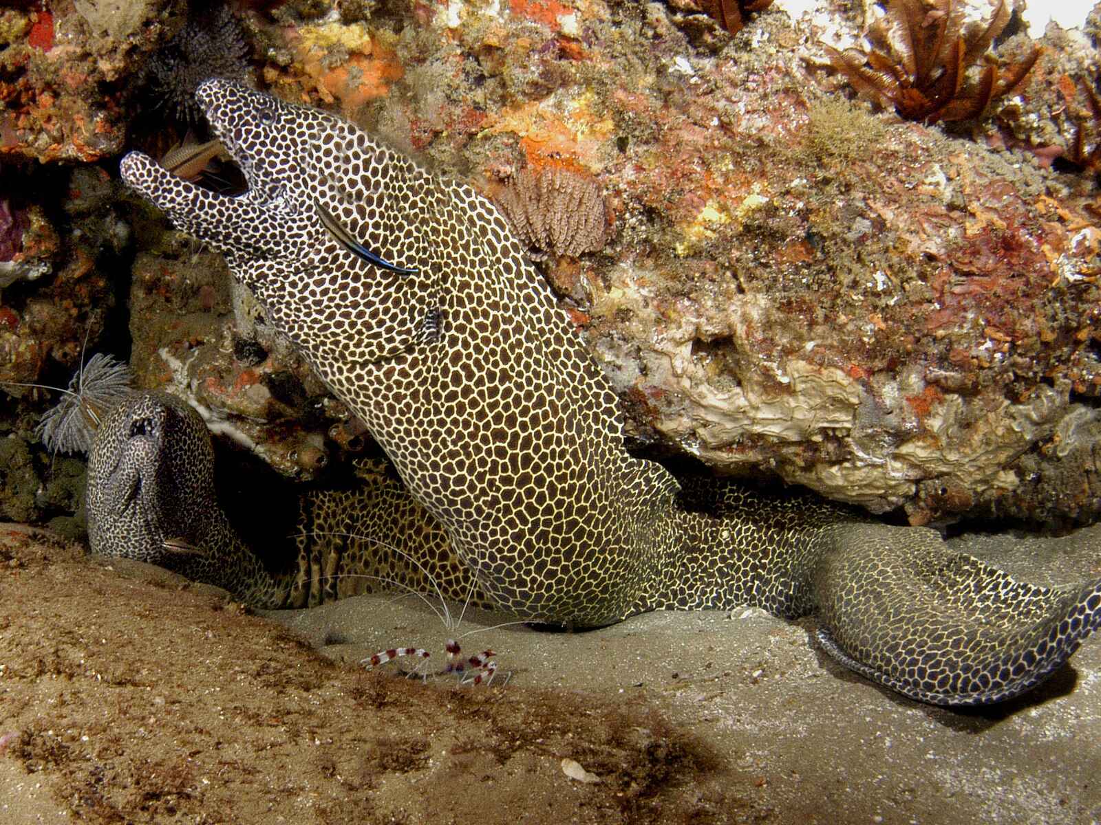 Thonga Beach Lodge: Zwei Muränen Thonga Beach Lodge: Zwei Muränen
