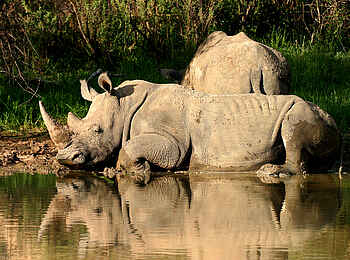 Waterberg Plateau Lodge: Breitmaulnashörner am Wasser Waterberg Plateau Lodge: Breitmaulnashörner am Wasser