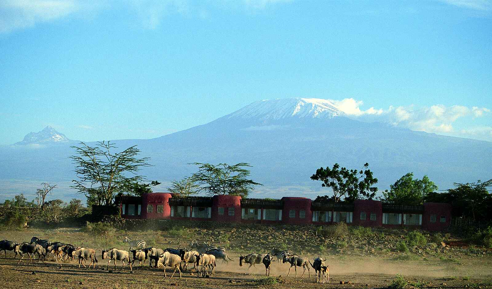 Amboseli Serena Safari Lodge: Gnus vor der Lodge Amboseli Serena Safari Lodge: Gnus vor der Lodge