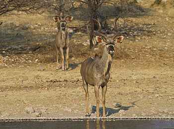 Anderssons at Ongava: Zwei Kudus an der Wasserstelle Anderssons at Ongava: Zwei Kudus an der Wasserstelle