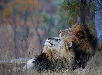 Makweti Safari Lodge: Auch Löwen kuscheln