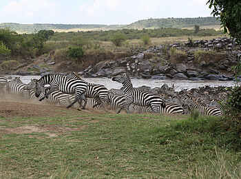 Richards River Camp: Zebraherde Richards River Camp: Zebraherde