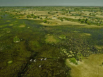 Selinda Camp: Giraffenherde