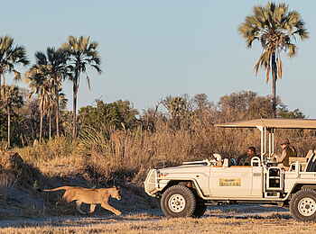 Xigera Safari Lodge: Löwenbegegnung Xigera Safari Lodge: Löwenbegegnung