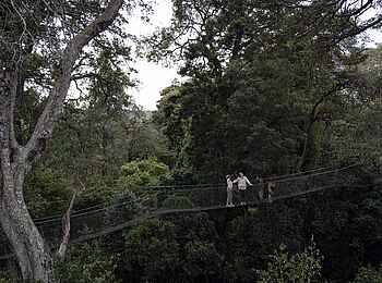 Borana Lodge: Besuch des Ngare Ndare Walds Borana Lodge: Besuch des Ngare Ndare Walds