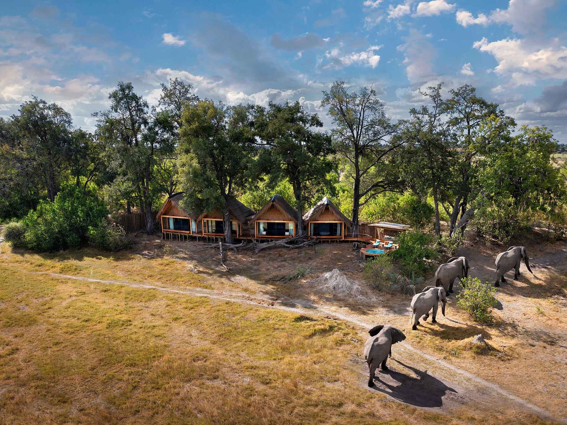 Camp Tawana: Elefantenherde vor der Gästeunterkunft Camp Tawana: Elefantenherde vor der Gästeunterkunft