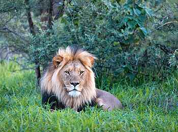 Evolve Back Gham Dhao Lodge: Löwe