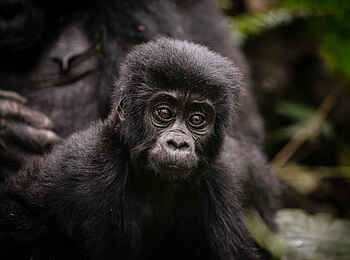 Gorilla Forest Lodge: Ein Gorilla Baby Gorilla Forest Lodge: Ein Gorilla Baby