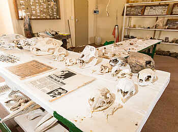 Hoanib Skeleton Coast Camp: Ausstellung im Museum Hoanib Skeleton Coast Camp: Ausstellung im Museum