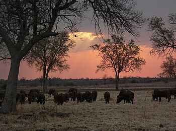 Island Bush Camp: Büffelherde im Abendlicht Island Bush Camp: Büffelherde im Abendlicht