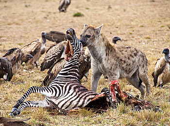 Karen Blixen Camp: Hyäne mit Zebrakadaver Karen Blixen Camp: Hyäne mit Zebrakadaver