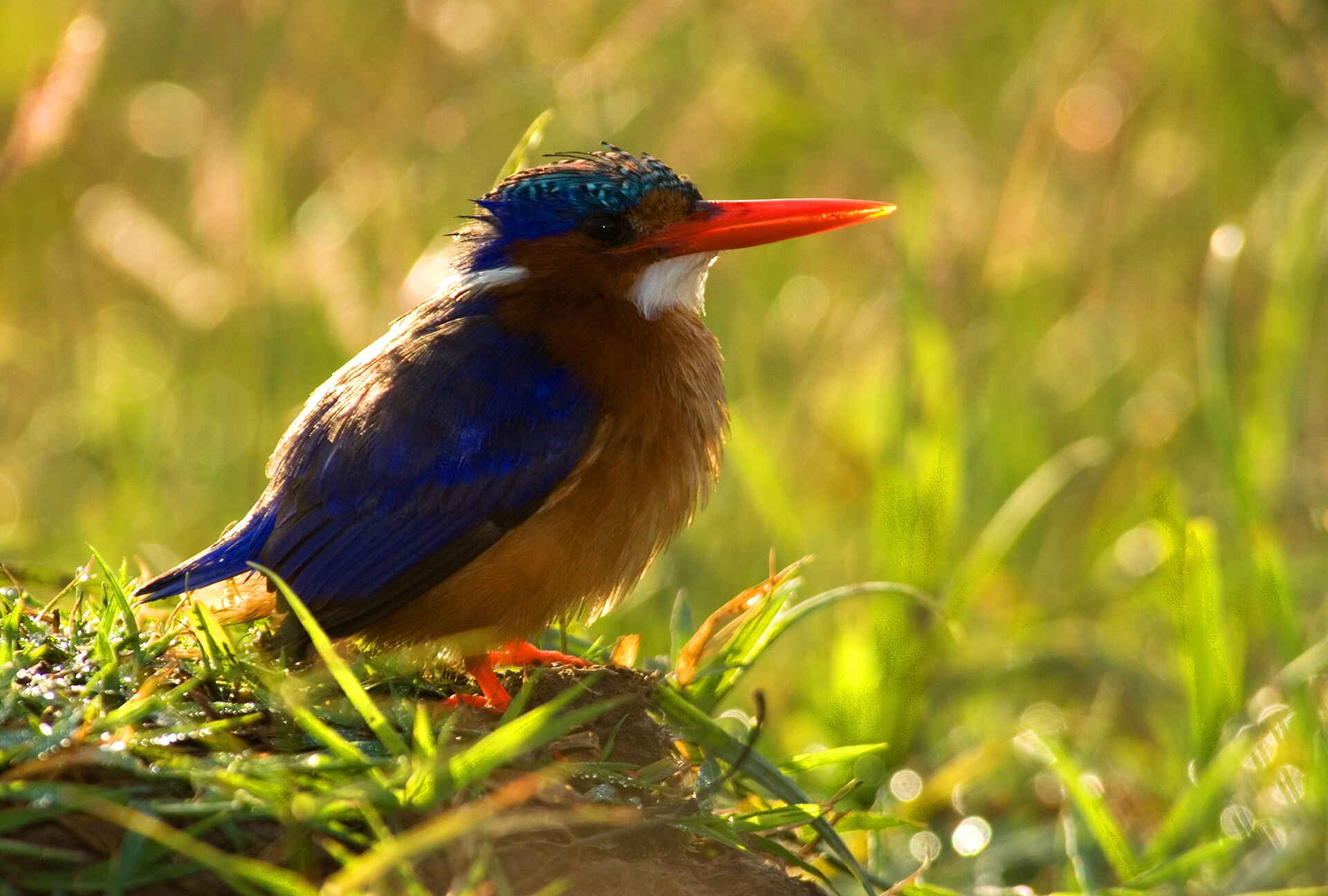 Karen Blixen Camp: Malachite Kingfisher Karen Blixen Camp: Malachite Kingfisher