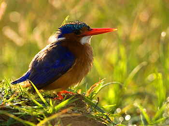 Karen Blixen Camp: Malachite Kingfisher Karen Blixen Camp: Malachite Kingfisher