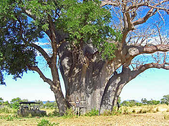 Lake Manze Camp: Das ist ein Baum Lake Manze Camp: Das ist ein Baum