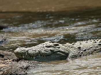 Legendary Nyasi Tented Camp: Krokodil
