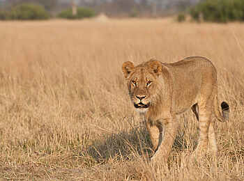 Linkwasha Camp: Löwin auf der Pirsch