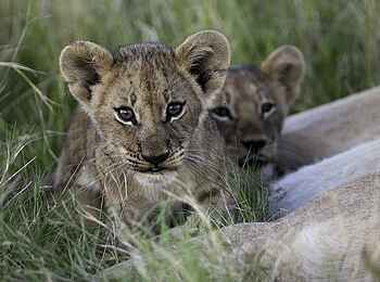 Little Mombo Camp: Löwenbabys