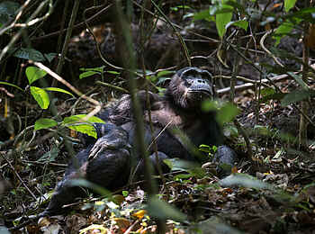 Mbali Mbali Mahale Lodge: Ausruhen