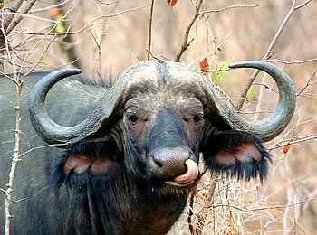 Miyala Camp: Afrikanischer Büffel Miyala Camp: Afrikanischer Büffel