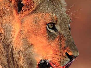 Motswari Game Lodge: Löwe im Profil