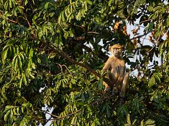 Mpala Jena Camp: Pavian im Baum Mpala Jena Camp: Pavian im Baum