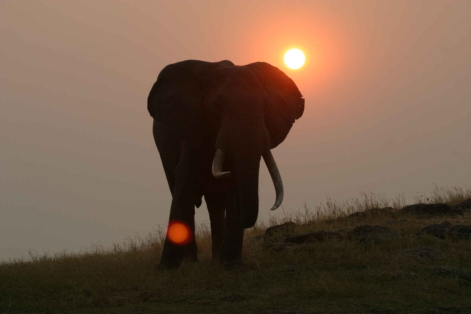 Musango Safari Camp: Elefant Kariba-See, Lake Kariba, Matusadona National Park, Musango Safari Camp, Steve Edwards, Elefanten, Karibasee