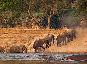 Norman Carr Safaris: Elefanten queren den Luangwa
